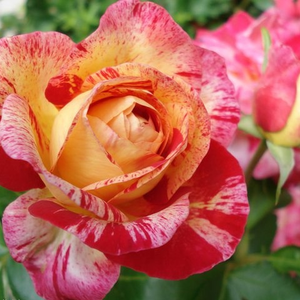 Żółty z czerwonymi paskami - róże rabatowe floribunda